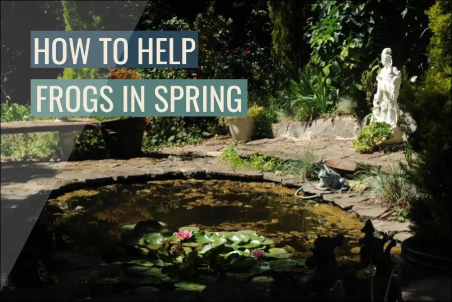 How To Help Frogs in Spring