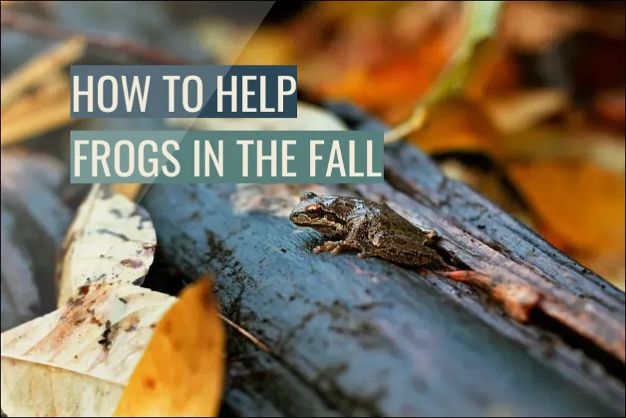 How To Help Frogs In The Fall