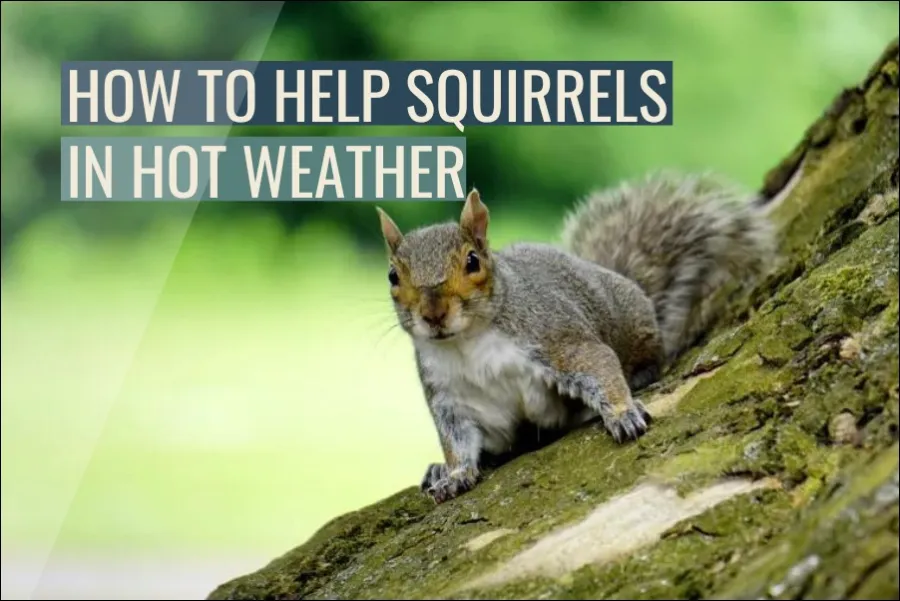 How To Help Squirrels In Hot Weather