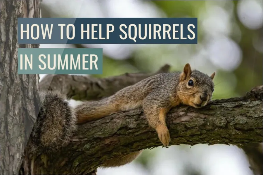 How To Help Squirrels In Summer