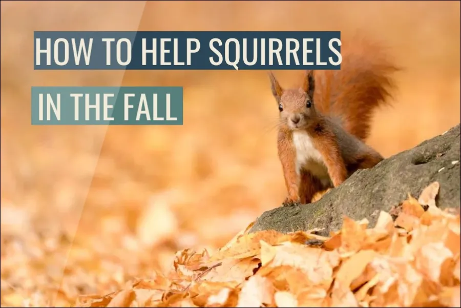 How To Help Squirrels In The Fall