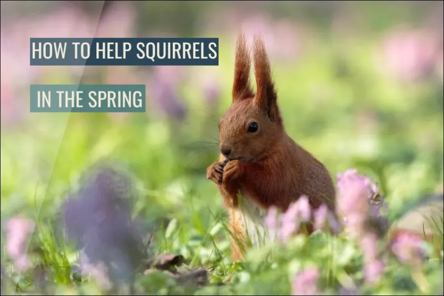 How To Help Squirrels In The Spring