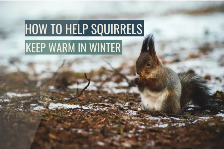 How To Help Squirrels Keep Warm In Winter