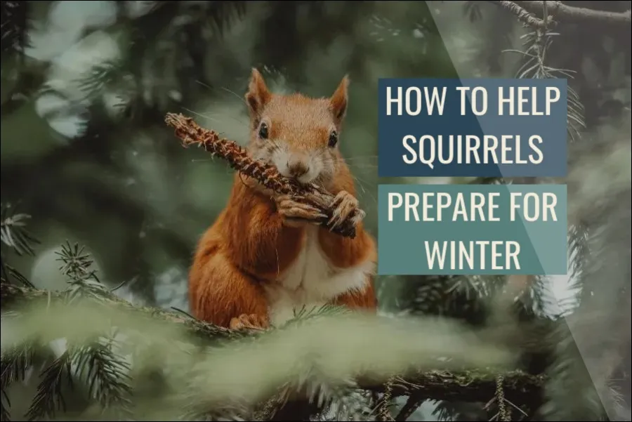 How To Help Squirrels Prepare For Winter