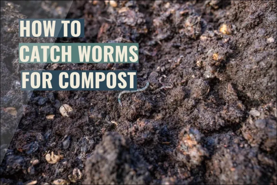 How To Catch Worms For Your Compost