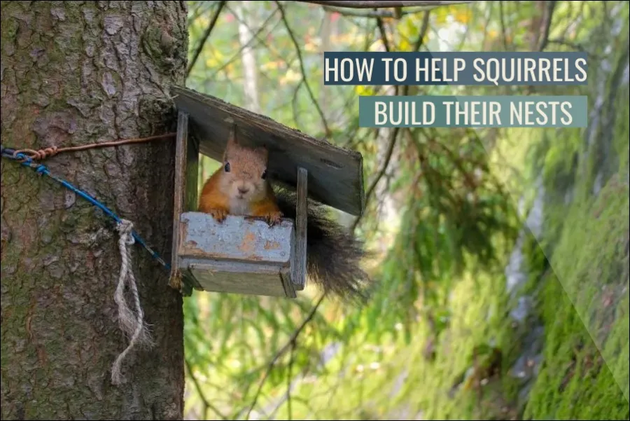 How to help squirrels build their nests