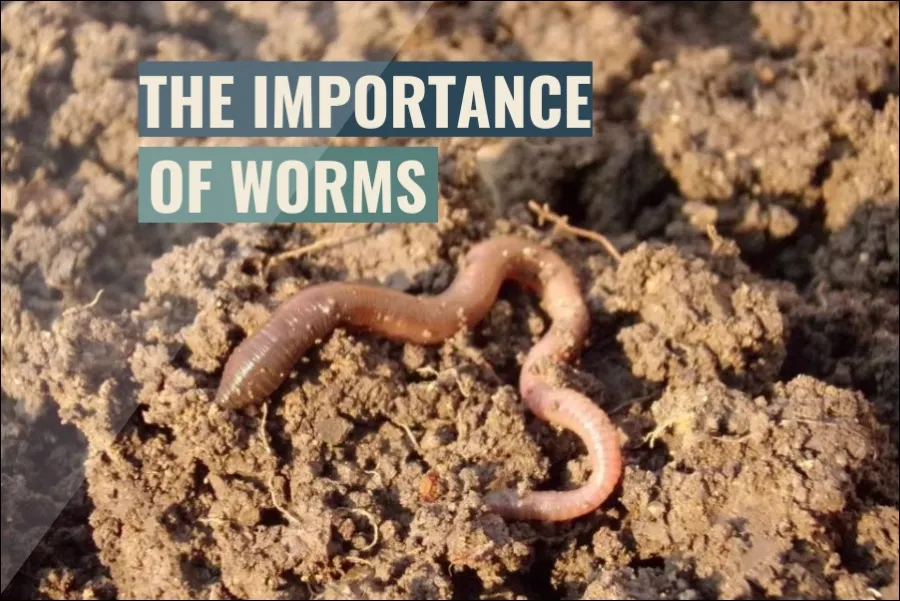 Why Worms Are Important