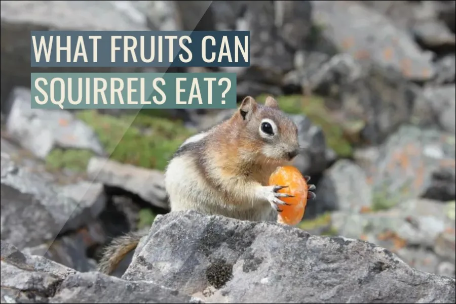 What Fruits Can Squirrels Eat