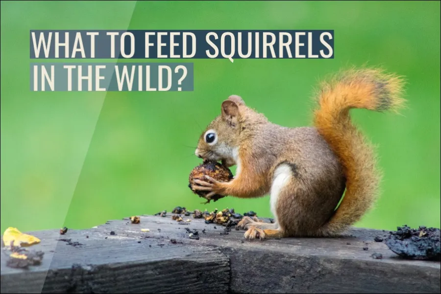 What To Feed Squirrels In The Wild? (Complete Guide)