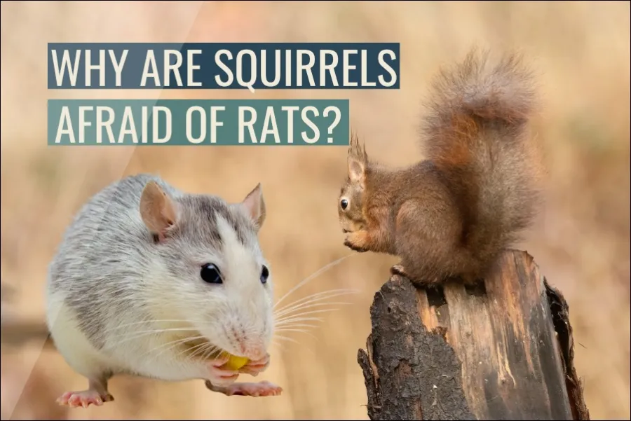 Why Are Squirrels Afraid of Rats