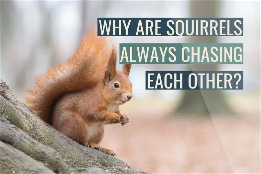 Why Are Squirrels Always Chasing Each Other