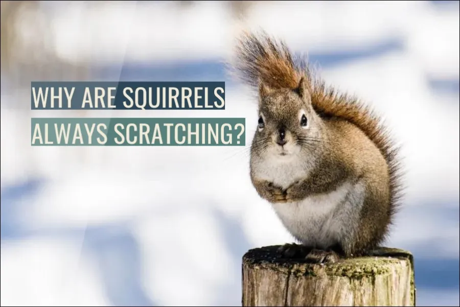 Why Are Squirrels Always Scratching