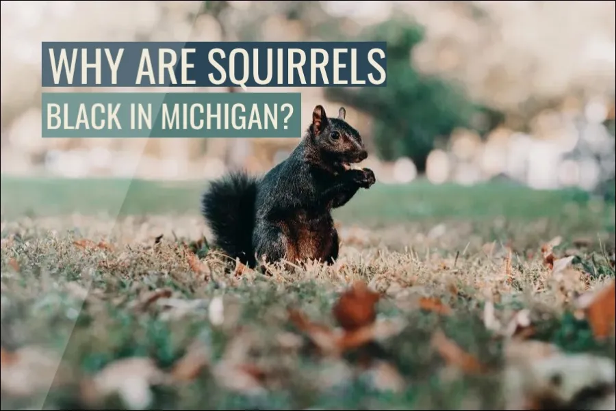 Why Are Squirrels Black In Michigan