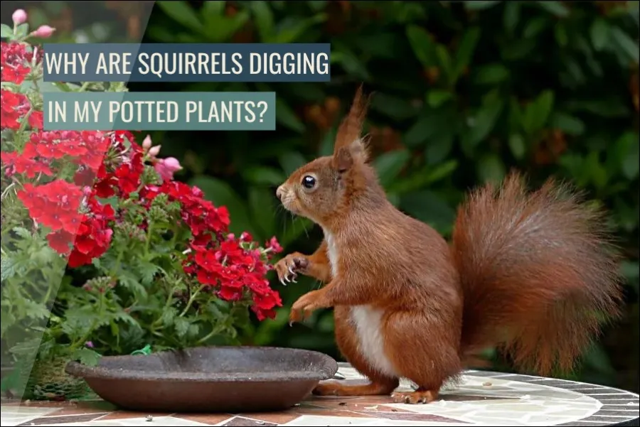 Why Are Squirrels Digging In My Potted Plants