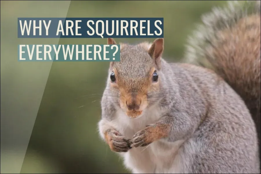 Why Are Squirrels Everywhere