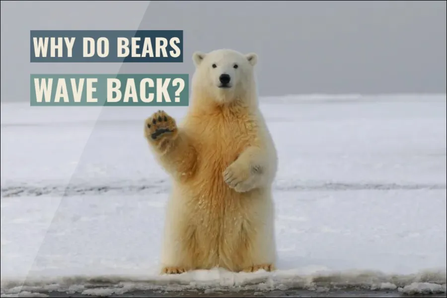 Why Do Bears Wave Back?