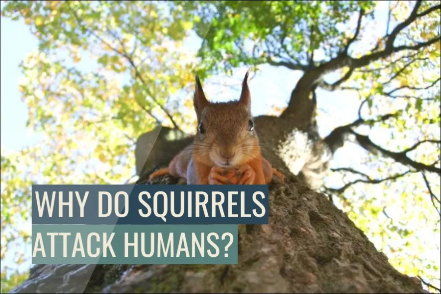 Why Do Squirrels Attack Humans