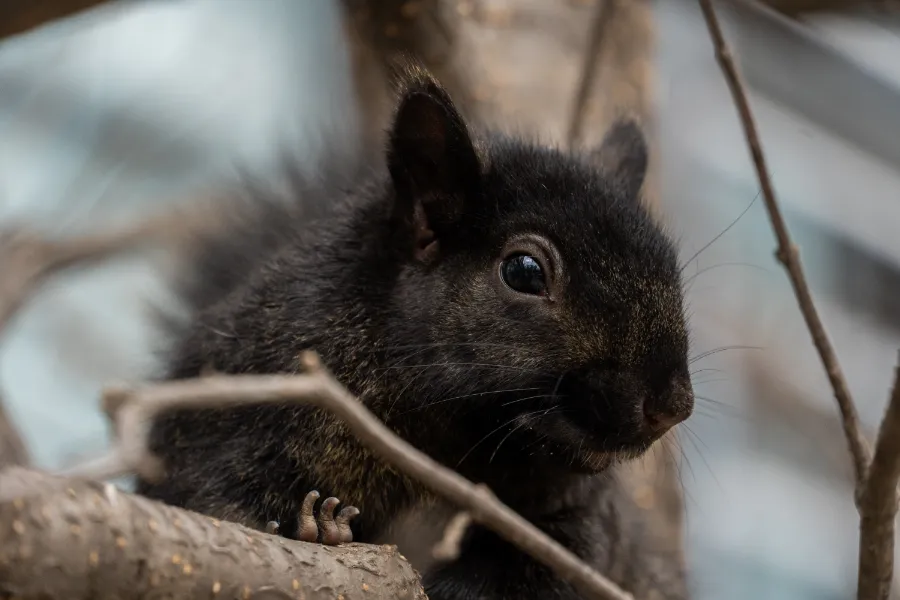 Black Squirrel In A Tree