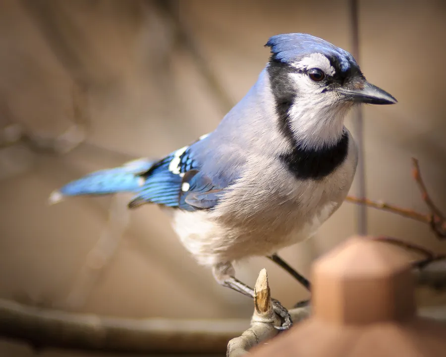 Blue jay sitting on a branch