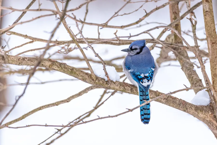 Blue jay on a branch in winter on a branch