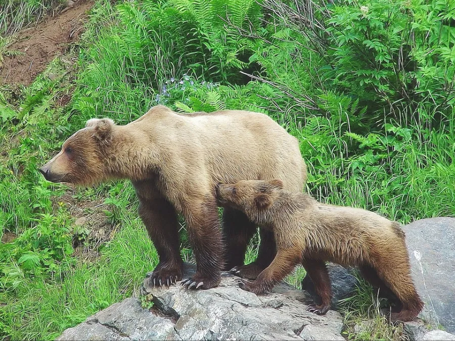 Bear and their cub