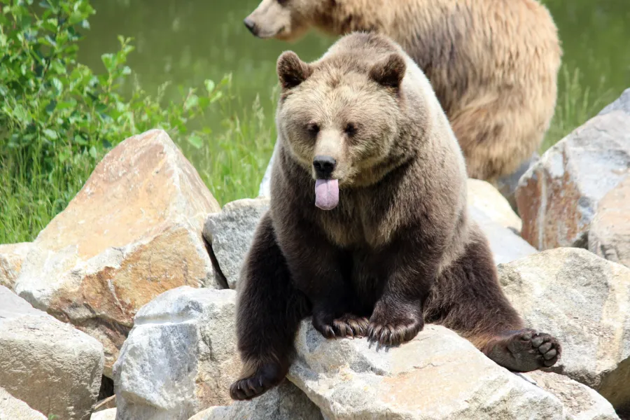 Brown bear tongue