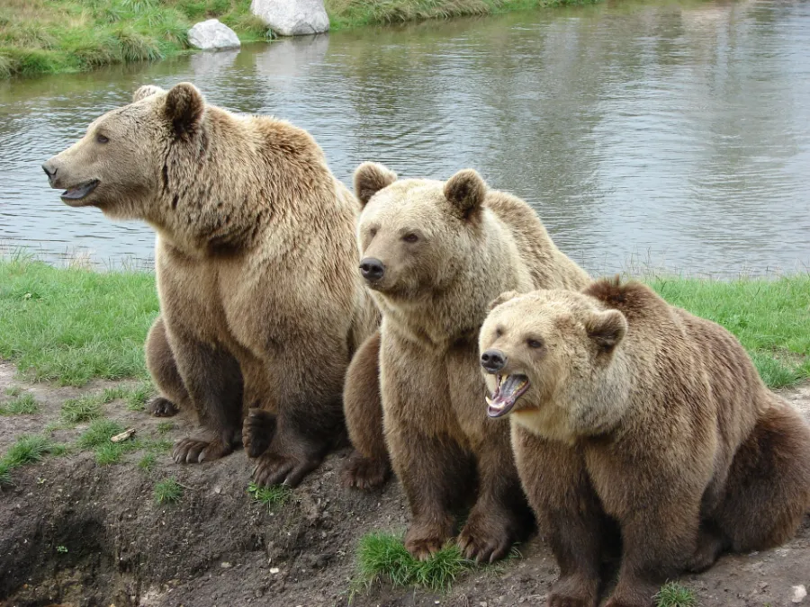 What do brown bears eat?