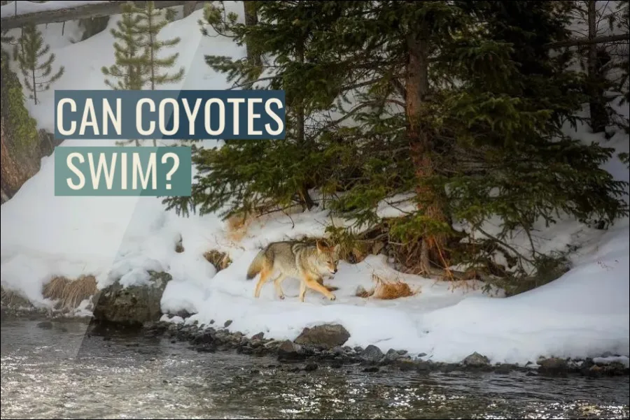 Can Coyotes Swim?