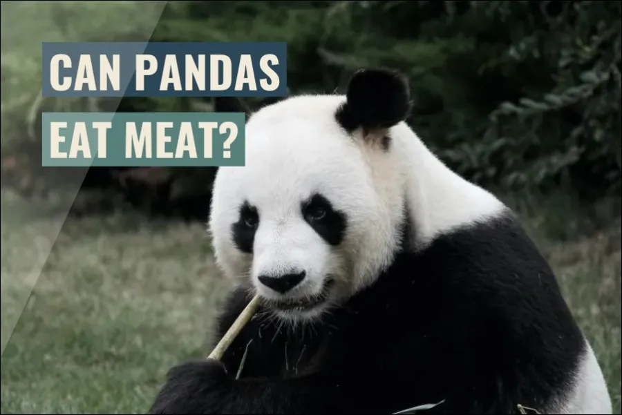 Can pandas eat meat?