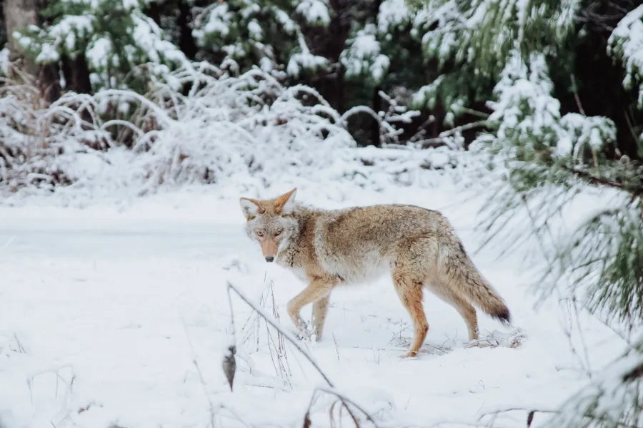 Coyote in snow