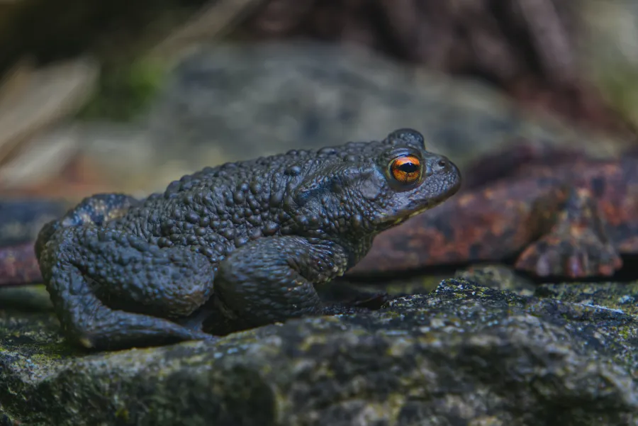 Dark toad