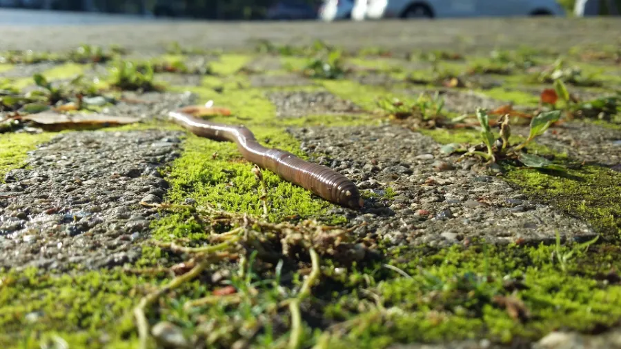 Earthworm in grass