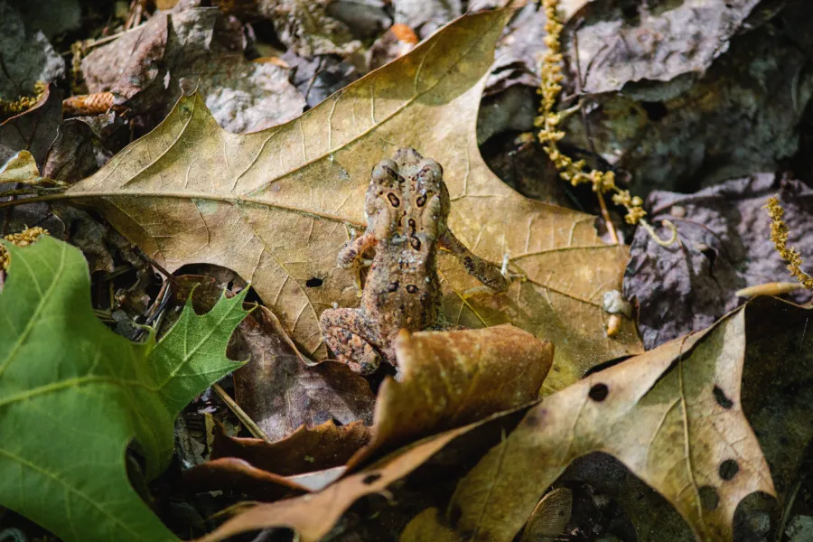 Frogs in pile of leaves