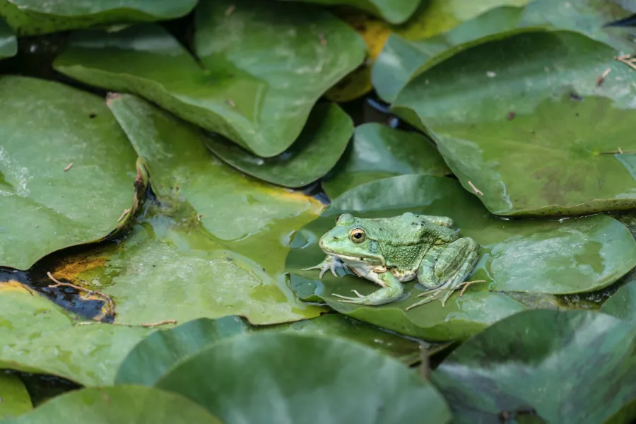 Frog sitting on lily pads