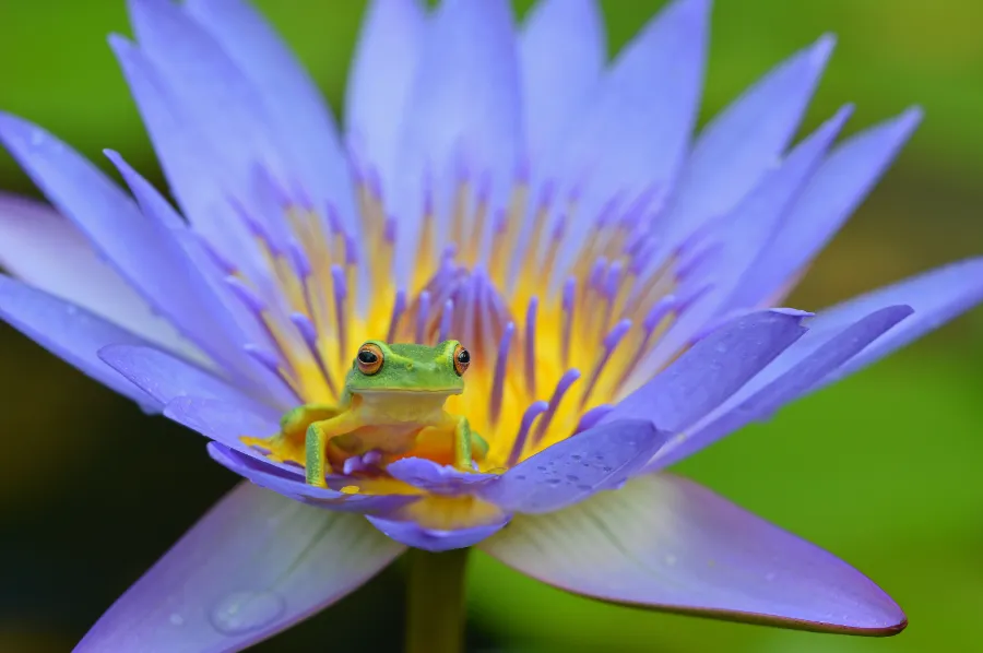 Frog sitting on a purple flower