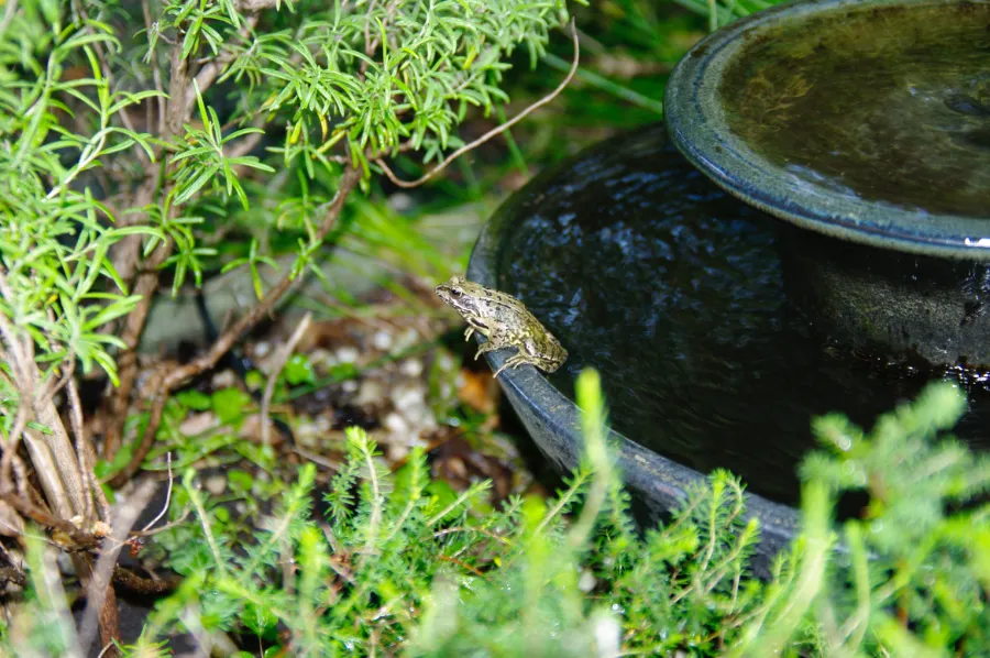 Frogs near water source