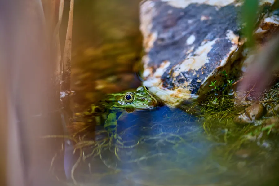 Frog cooling off in the water