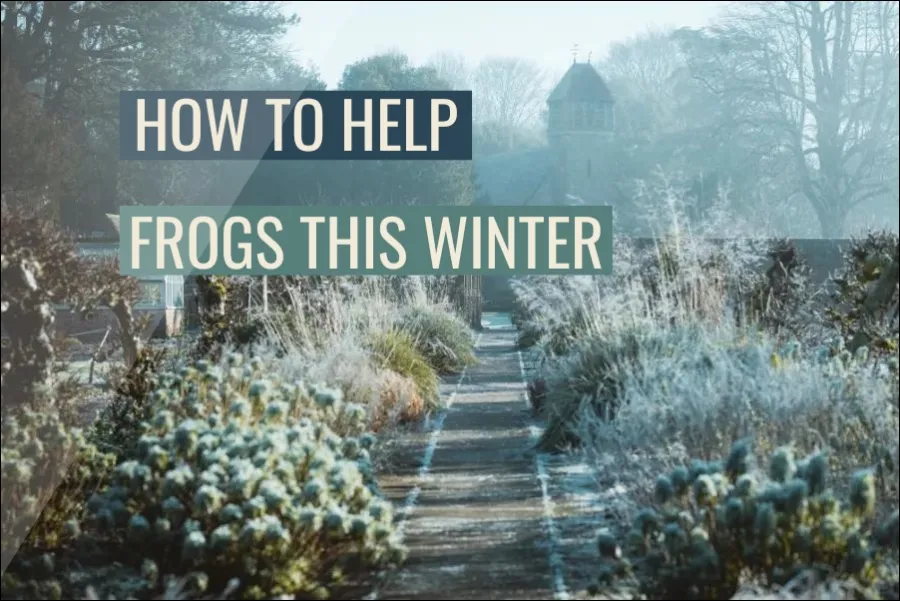 How to help frogs in winter