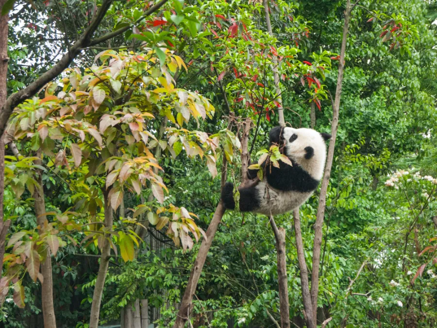 Panda climbing tree for food