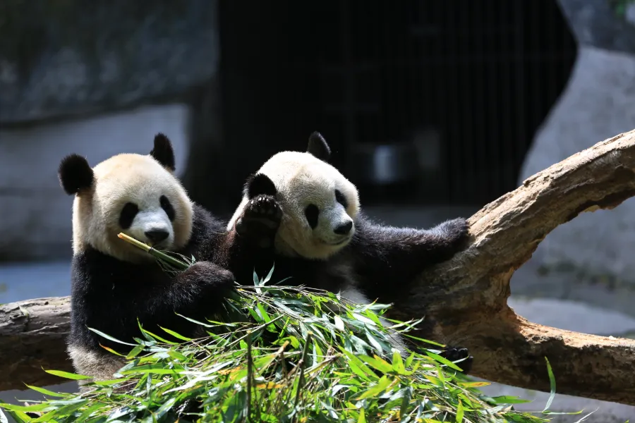 Pandas eating bamboo