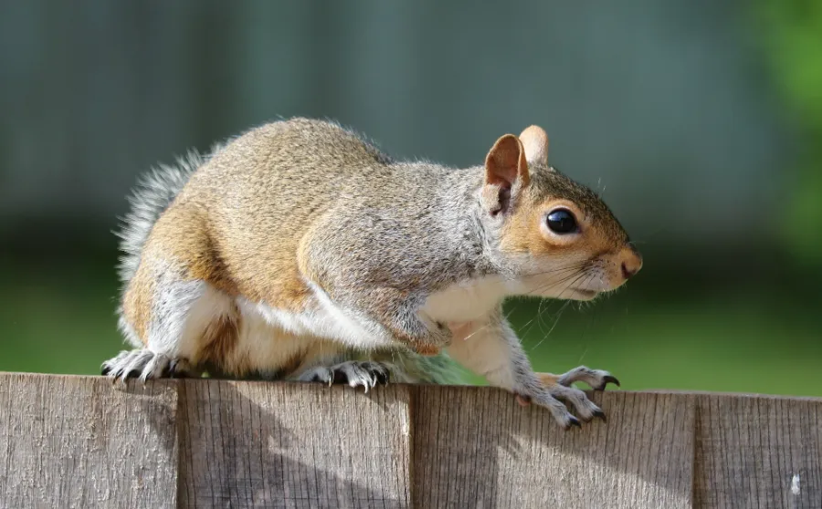 Squirrel with folded arm