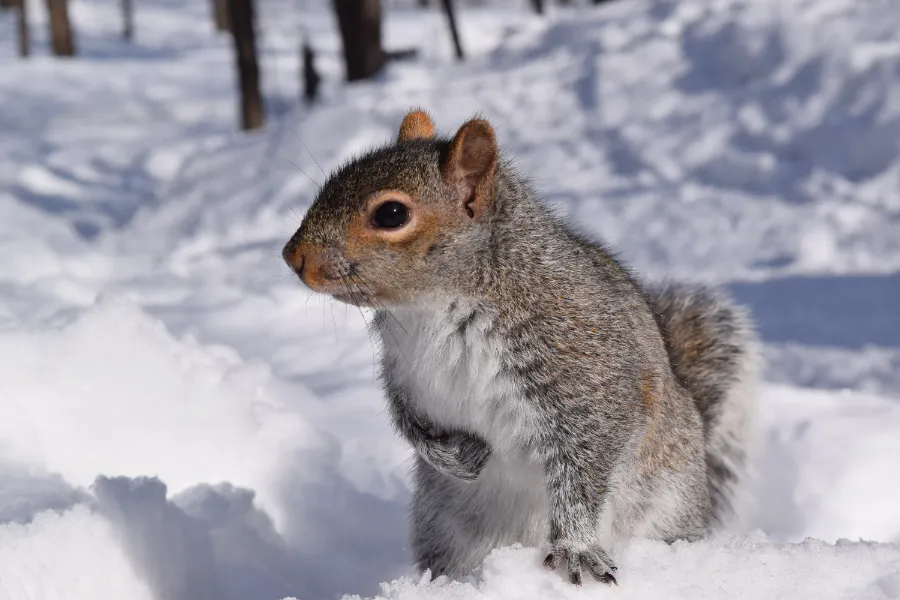 Squirrel in the cold snow