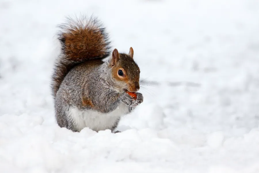 Squirrel eating in the snow