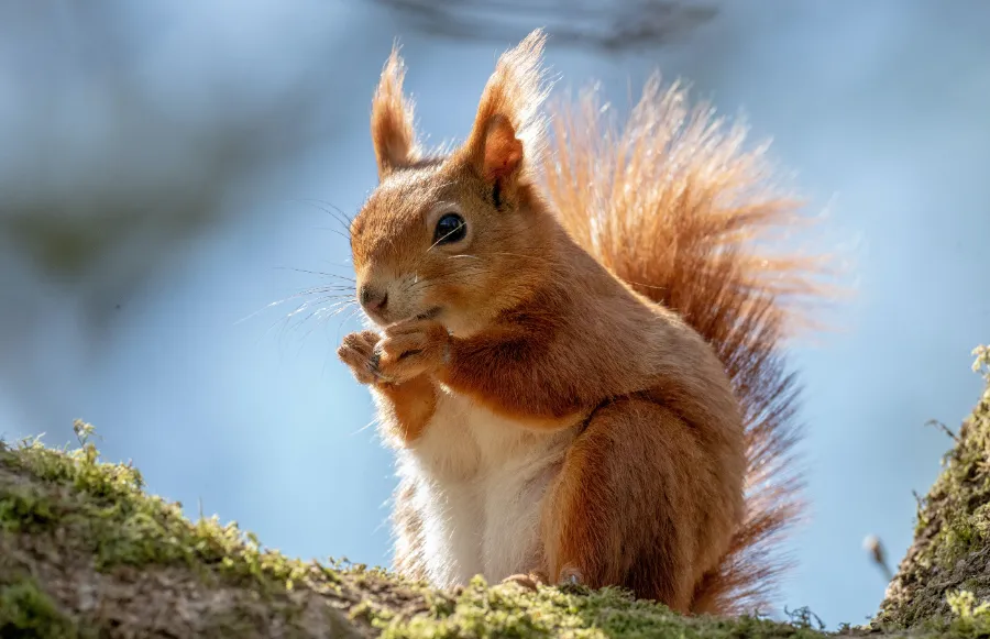 Squirrel in sunshine