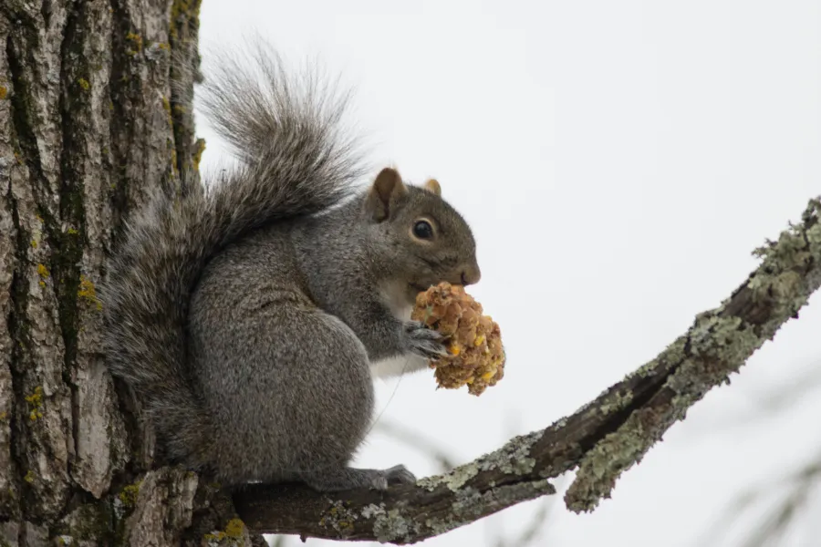 Squirrel munching on food in the cold