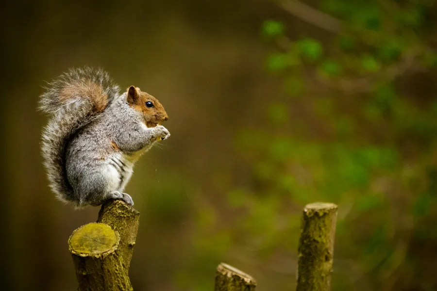 Squirrel sitting on a branch