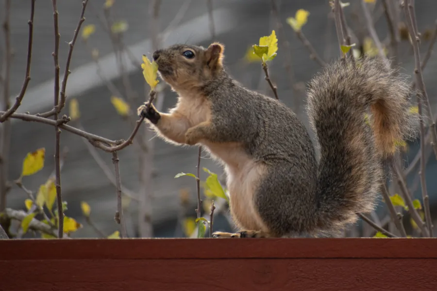 Squirrel In The Spring