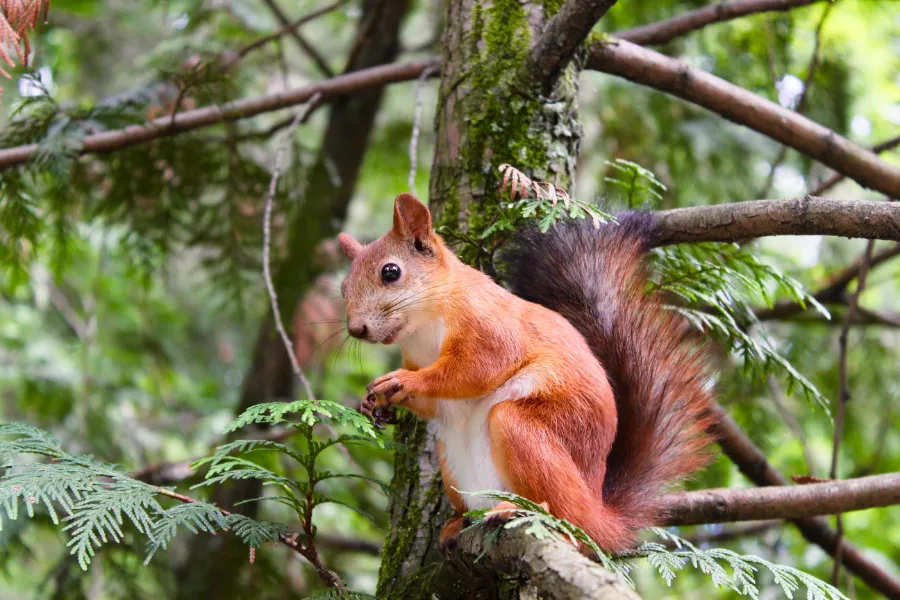 Squirrel happy in a tree