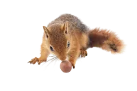 Squirrel transparant bg with nut