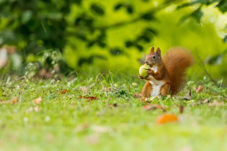 Squirrel with a big nut